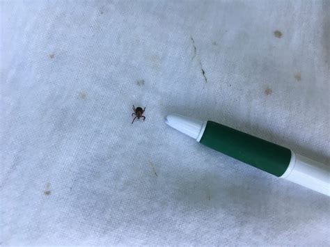 tckzoo|TickZoo: Your Ultimate Guide to Tracking and Understanding Ticks.